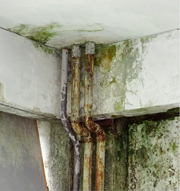 What Does Basement Mold Look Like?