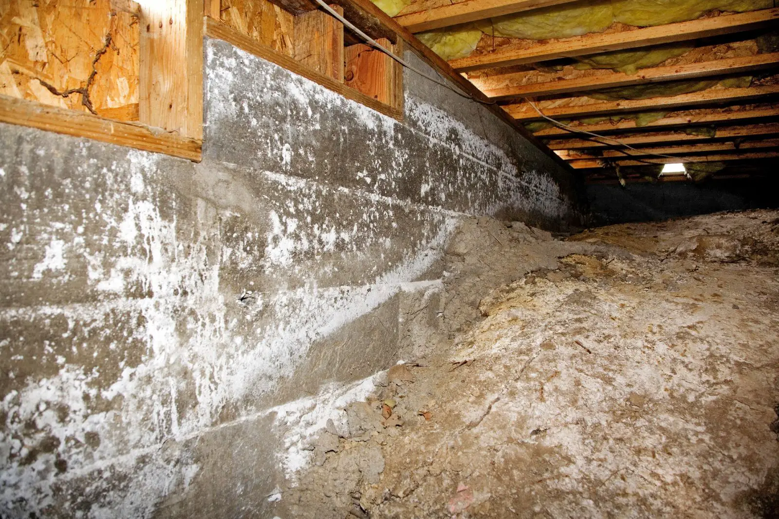 What Does Mold Look Like In Crawl Space