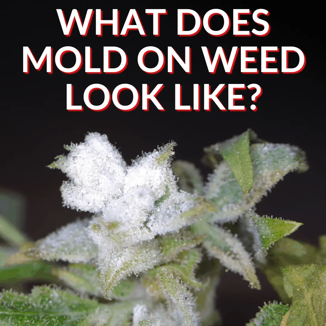 What Does Mold On Weed Look Like? (Plus Prevention Tips)