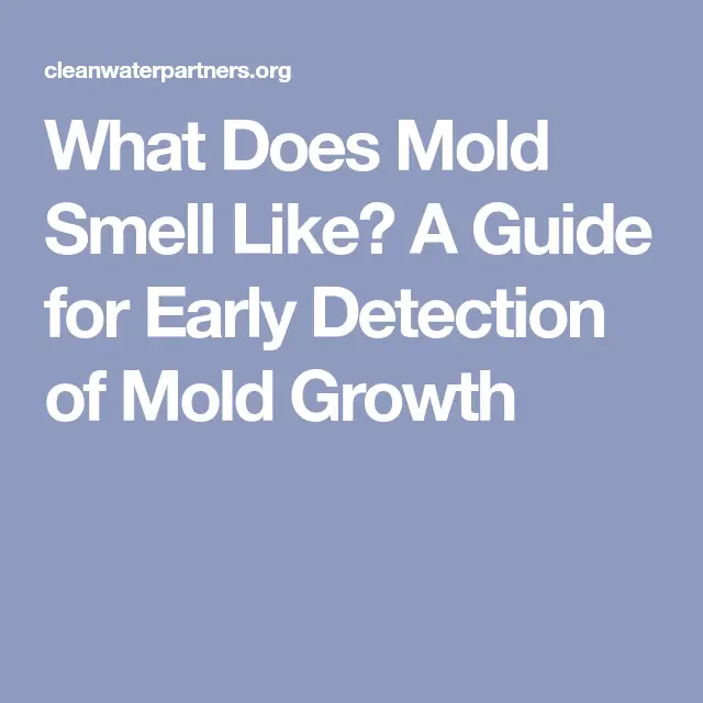 What Does Mold Smell Like? A Guide for Early Detection of Mold Growth ...