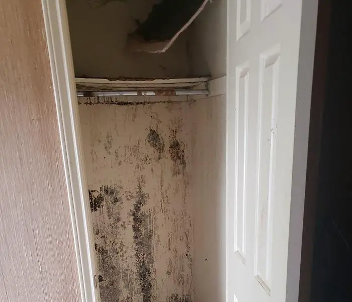 What Happens During Mold Remediation