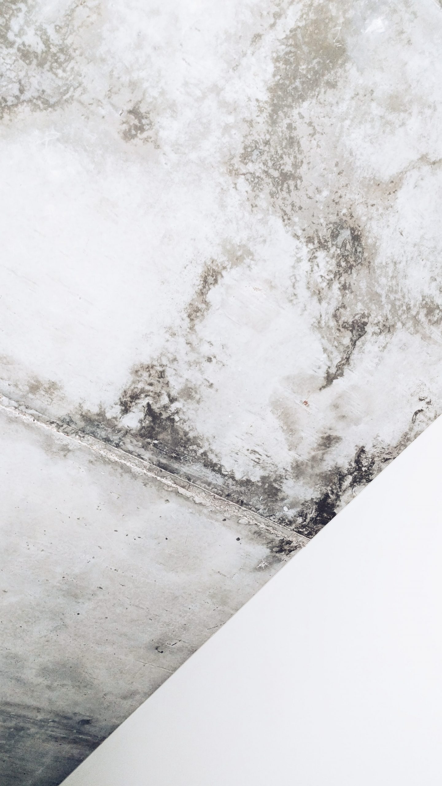 What Happens If You Clean Black Mold? What To Know