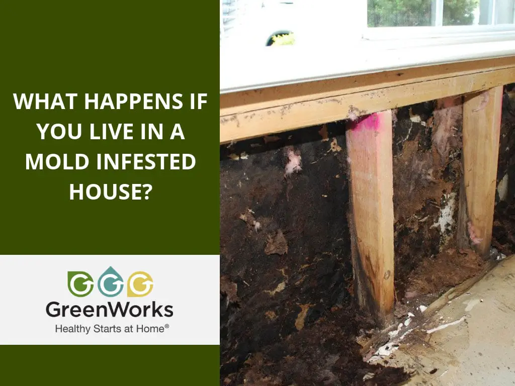 What Happens If You Live In A Mold Infested House