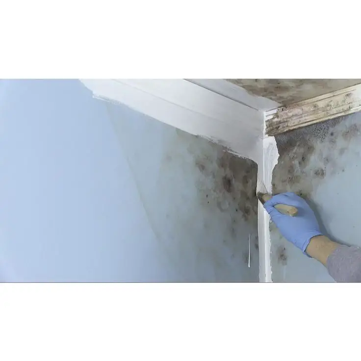 what happens if you paint over mold