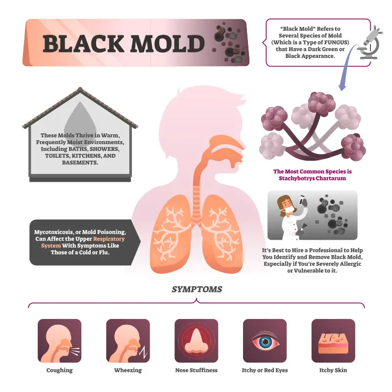 What is Black Mold and can it actually kill you?