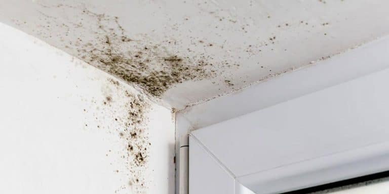 WHAT IS BLACK MOLD AND HOW DO YOU REMOVE IT SAFELY ...