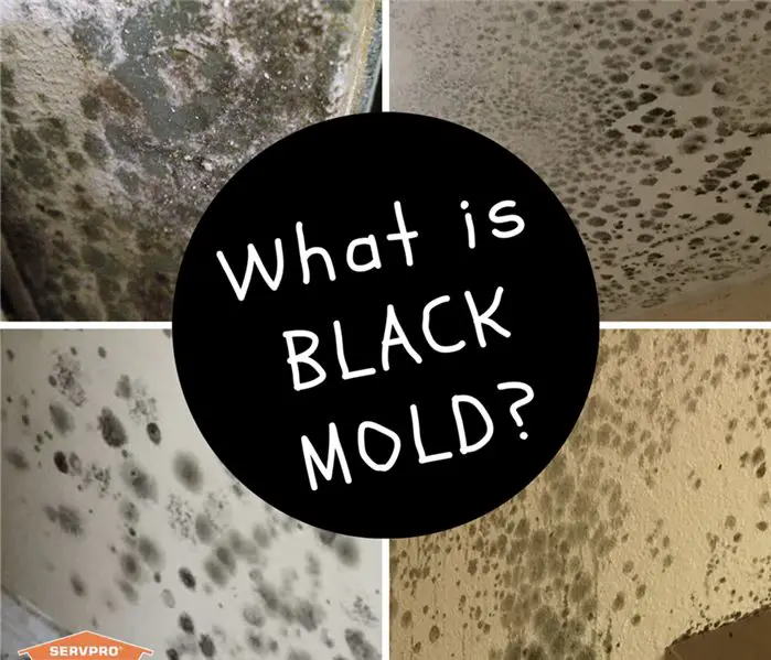 What is Black Mold? How to Know if your house has Black ...