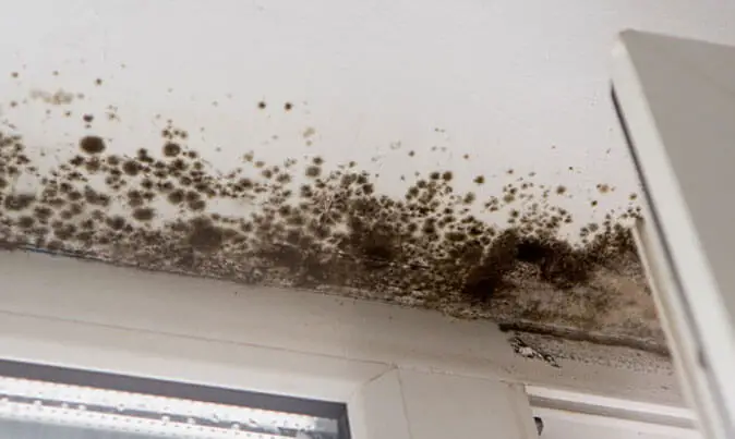 What is Black Mold Removal