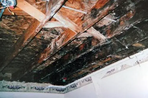 What is Black Mold