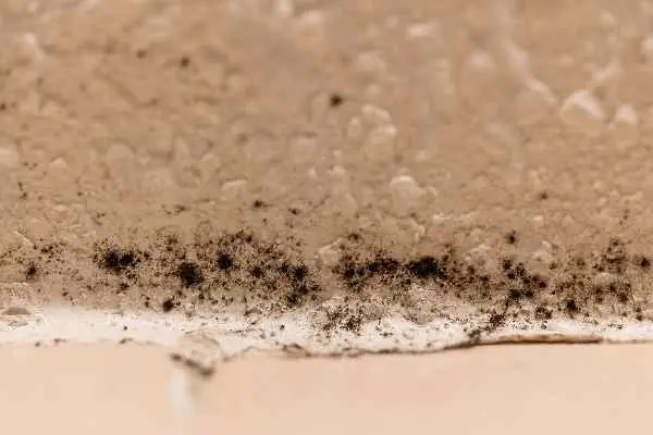 What is Black Mold? The Facts &  Impact on Your Health