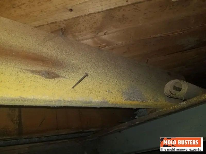 What Is Yellow Mold?