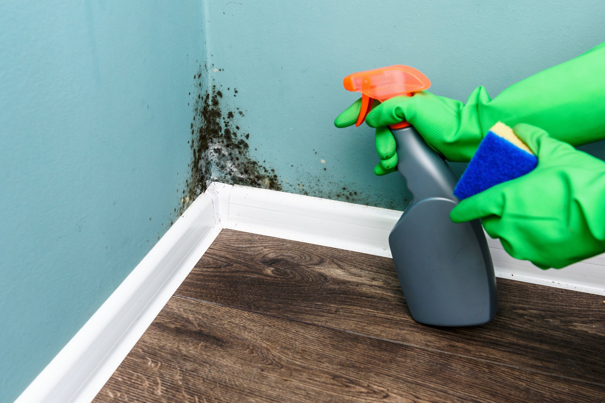 What Kills Black Mold? Your Guide to Great Mold