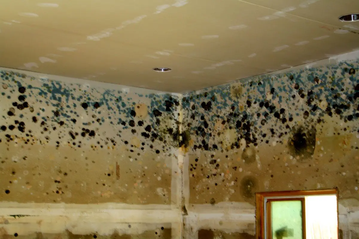 What To Do About A Mold Problem: 3 Common Signs You Have One