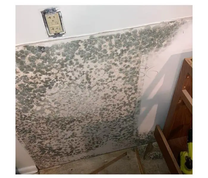 What to Do if Tenant Finds Mold In Their Apartment
