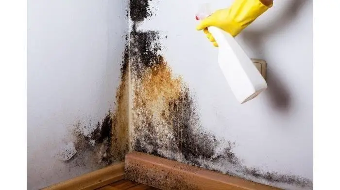 What to Do if You Have These 5 Black Mold Symptoms