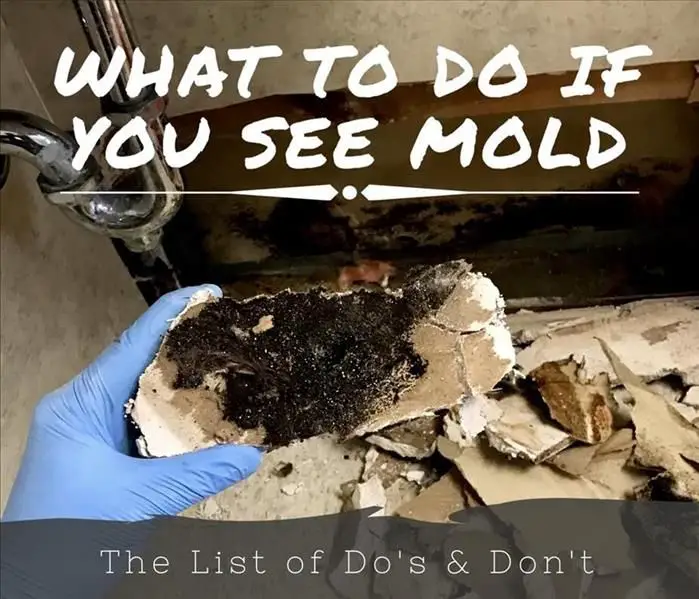 What to Do If You See Mold Inside your house or business place: The ...