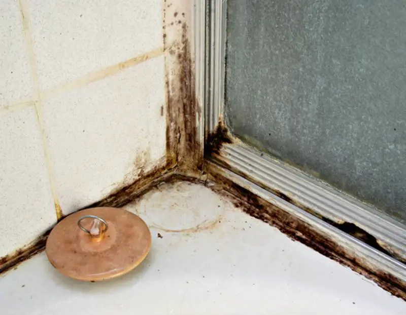 What to do when you find black mold in your bathroom?