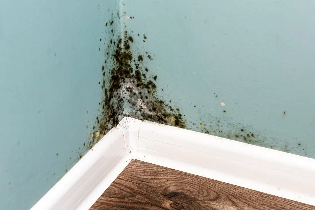 What To Do When You Find Mold in Your Home
