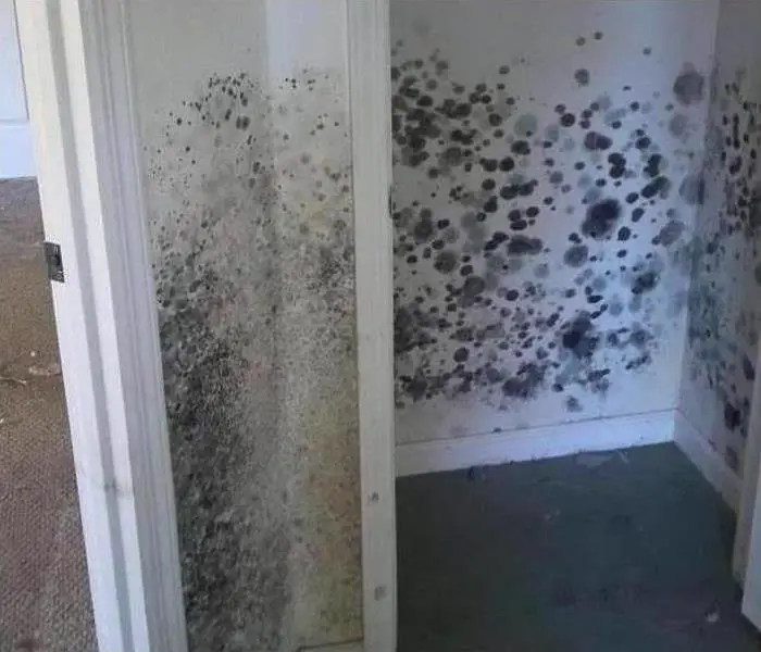 What To Do When You Smell Mold but Cant See It