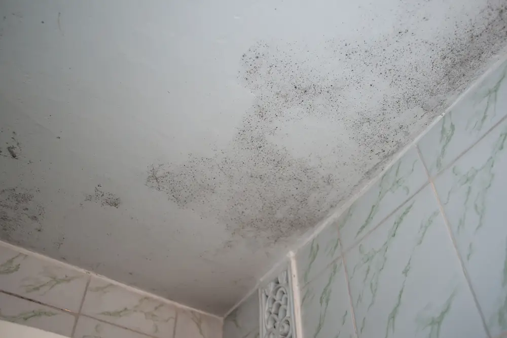 What to Do When You Spot Mold in the Bathroom