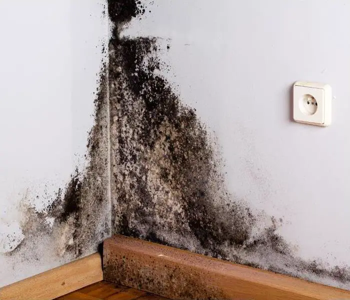 When Does Homeowners Insurance Cover Black Mold?