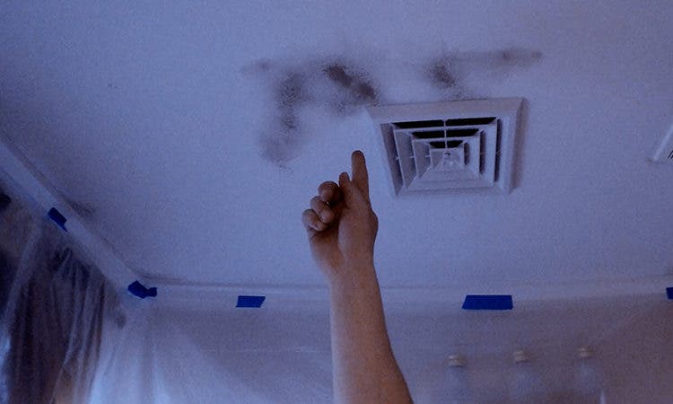 When Mold And Mildew Attack The Tiny