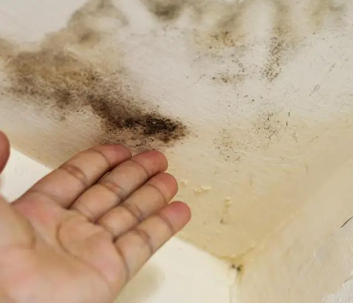 When Renters Insurance Will and Will Not Cover Mold Damage