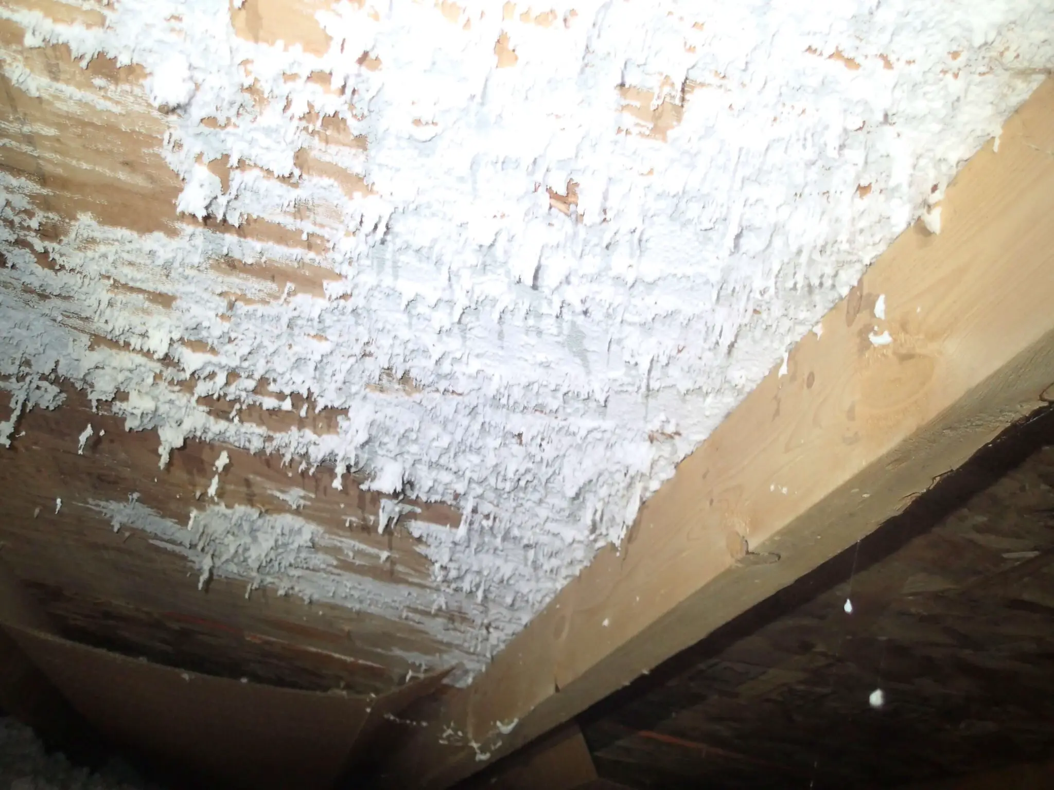 White Mold In Attic â Why And What To Do Guide