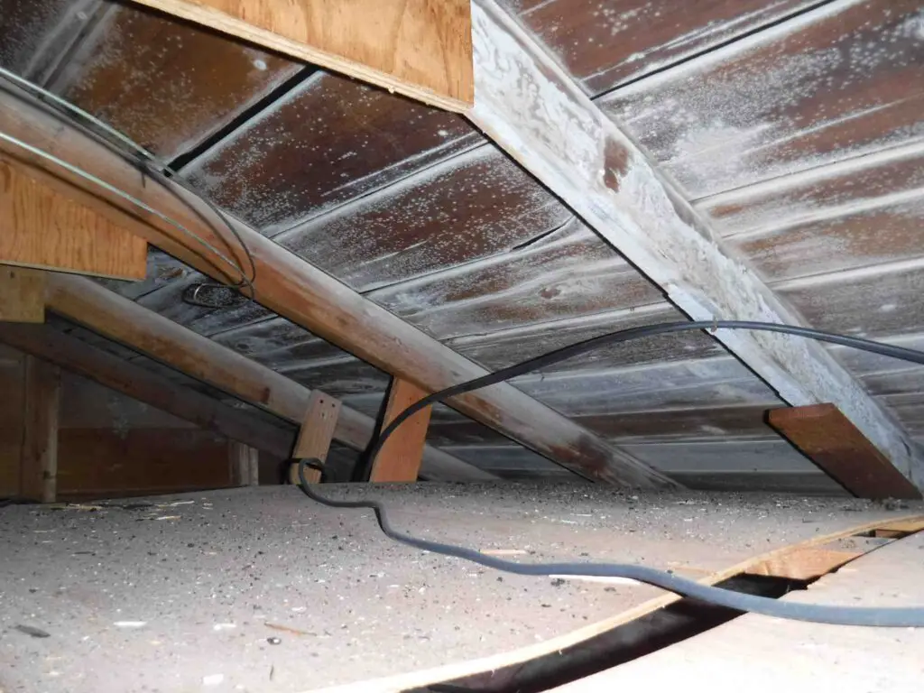 White Mold In Attic  Why And What To Do Guide