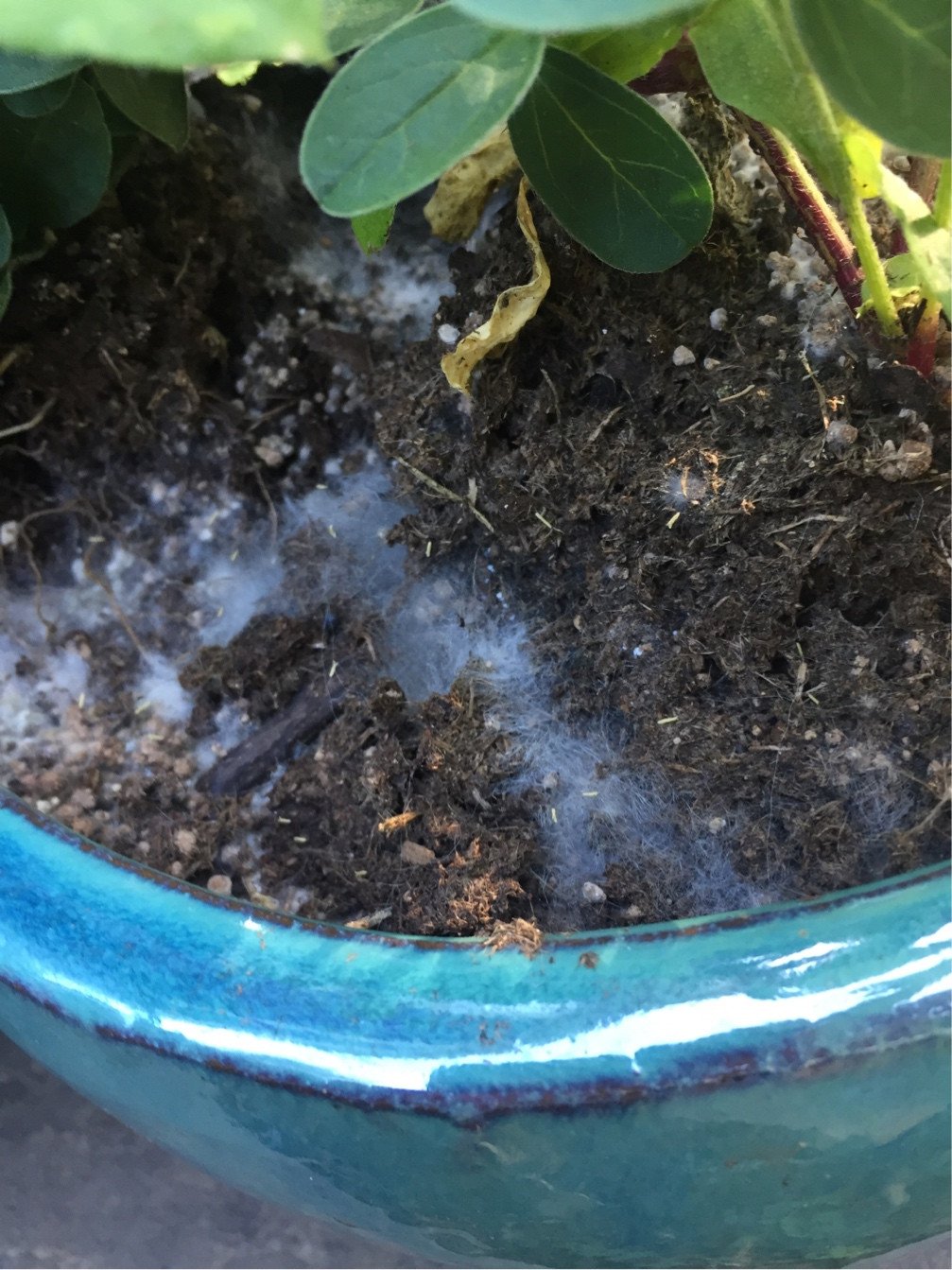 White Mold On Tomato Plant Soil