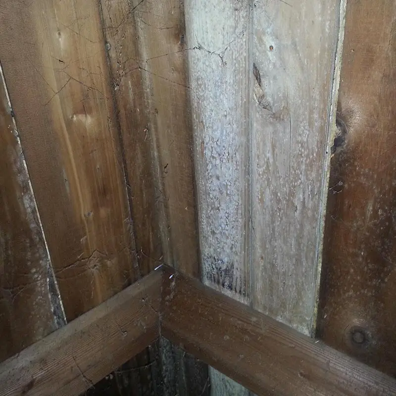 White Mold On Wood In Attic