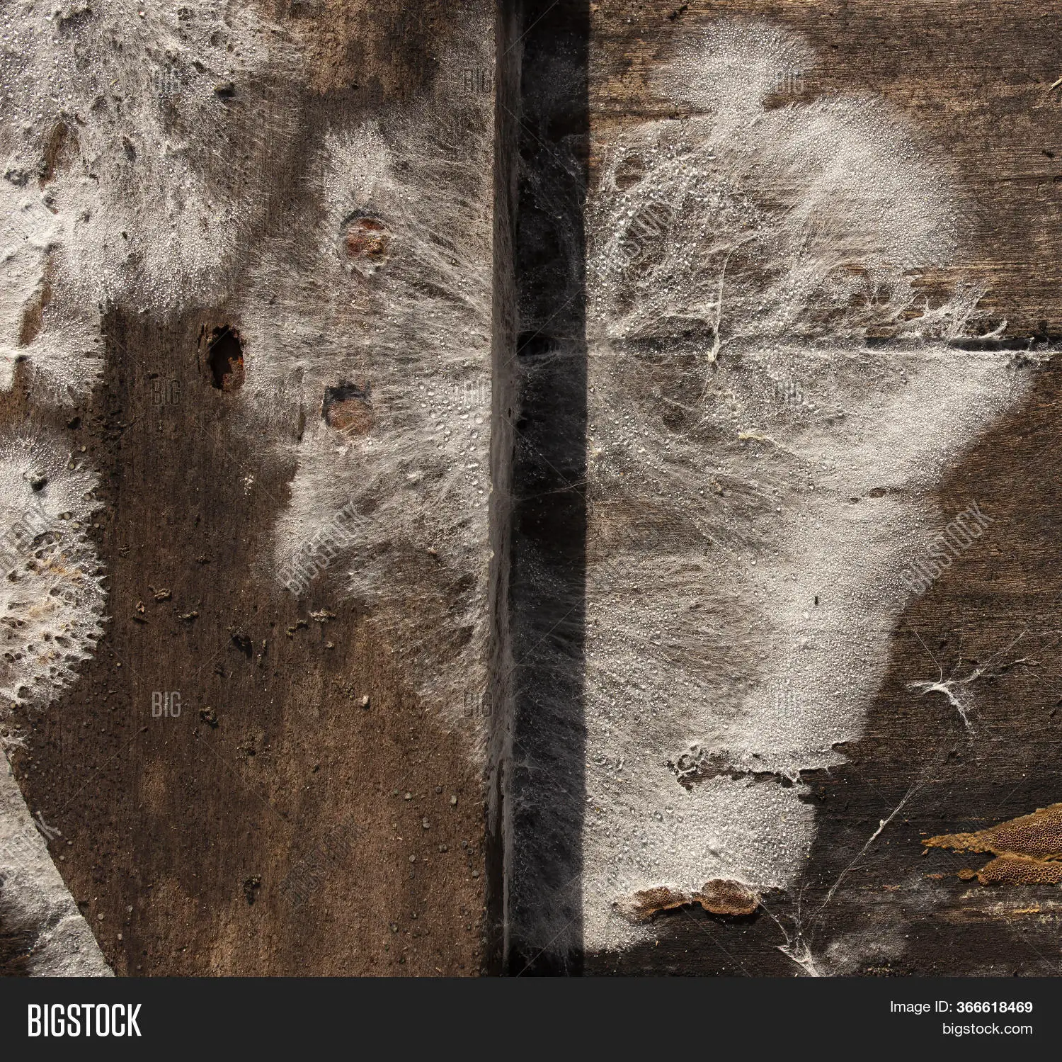 White Mold On Wooden Image &  Photo (Free Trial)