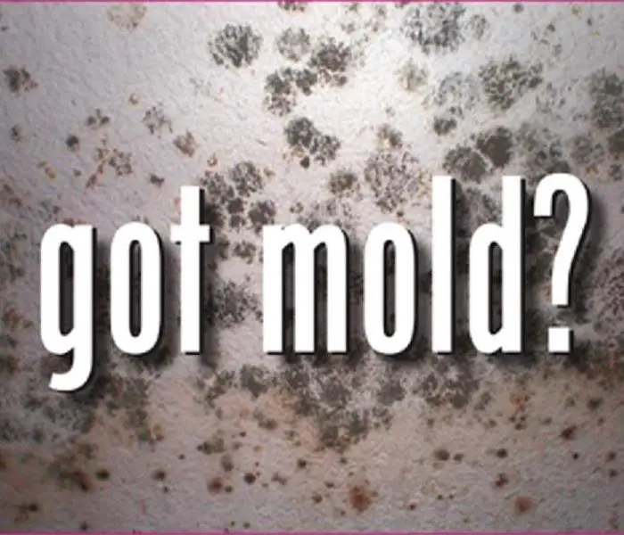 Who to call if you have visible mold