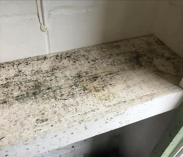 Why Do I Have Mold in My Home?
