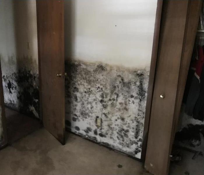 Why do I Have Mold in My Home?