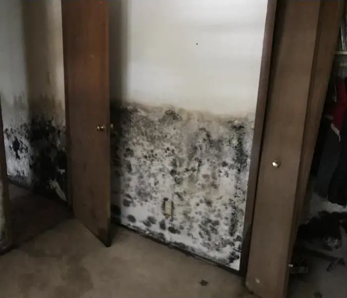 Why Do I Have Mold In My House