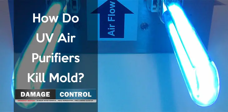 Why Do UV Air Purifiers Kill Mold?