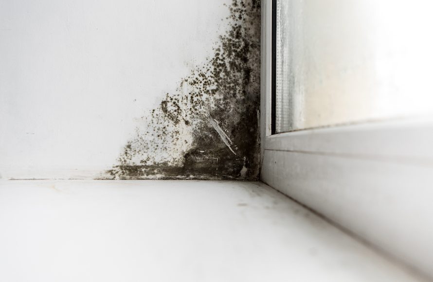 Why do you have to test for mold in your home? â TopsDecor.com