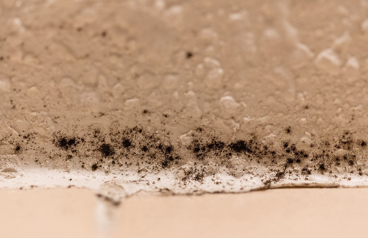 Why is Black Mold Important to Remove?