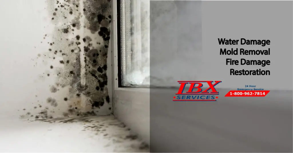 Why is mold growing in my home?