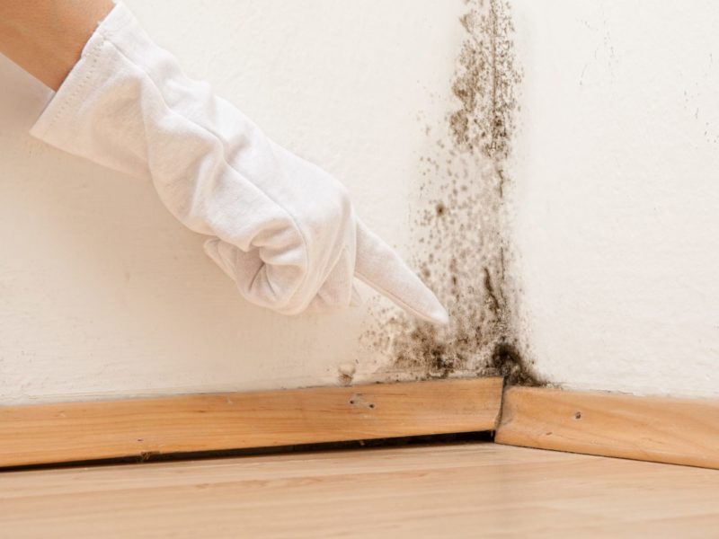 Why Is Mold So Dangerous?
