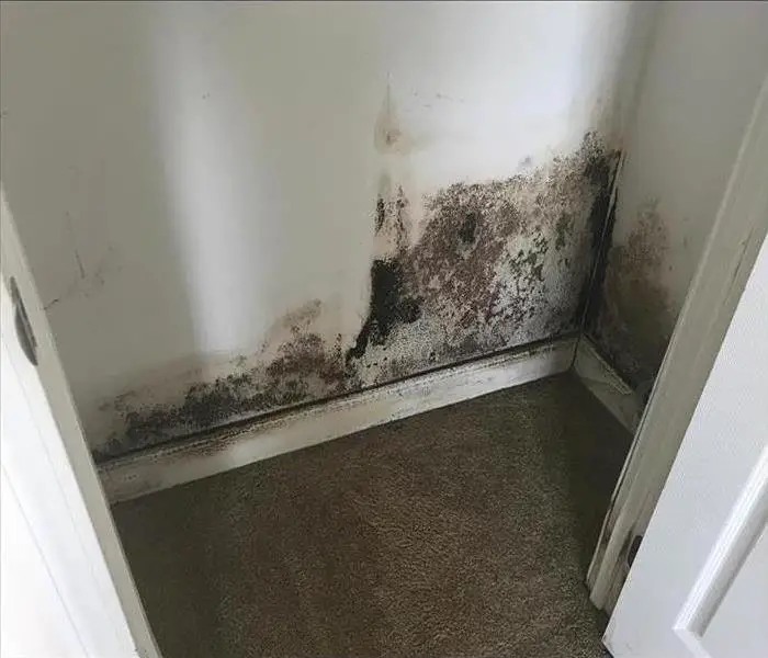 Why Is There Mold in My Home?