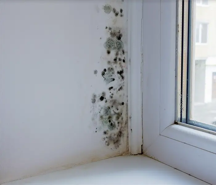 Why Is Training So Important When Looking For a Mold Remediation ...