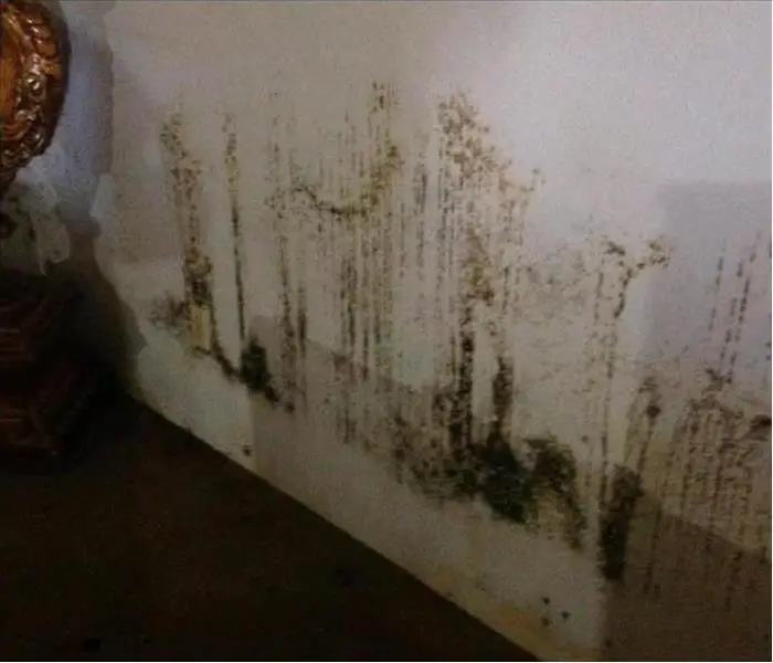 Why You Must Consider Mold Problems