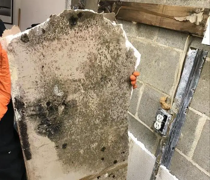 Why You Should Get Rid of Mold in Your Nashville Home Immediately ...