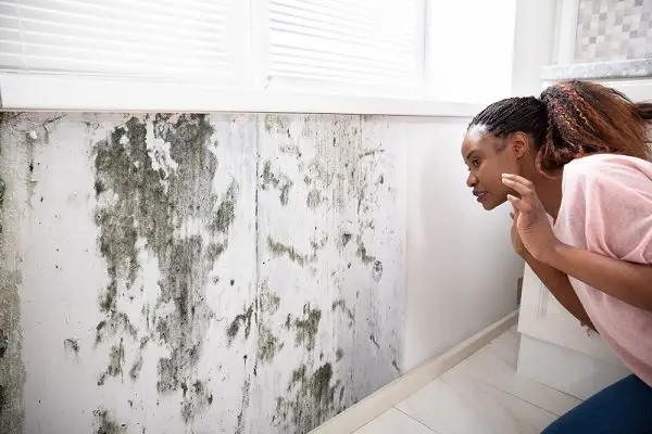 Will Home Insurance Cover Mold