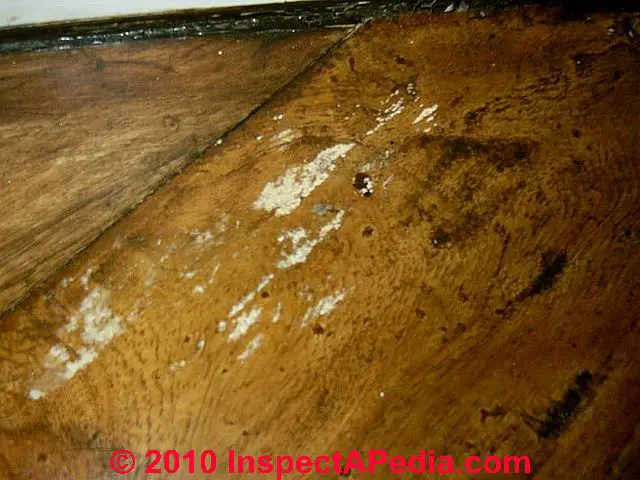 Wood flooring mold: how to clean mold off of hardwood flooring