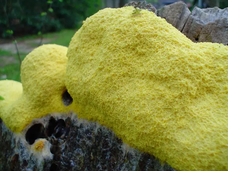 Yellow Mold Removal and Remediation in 2020