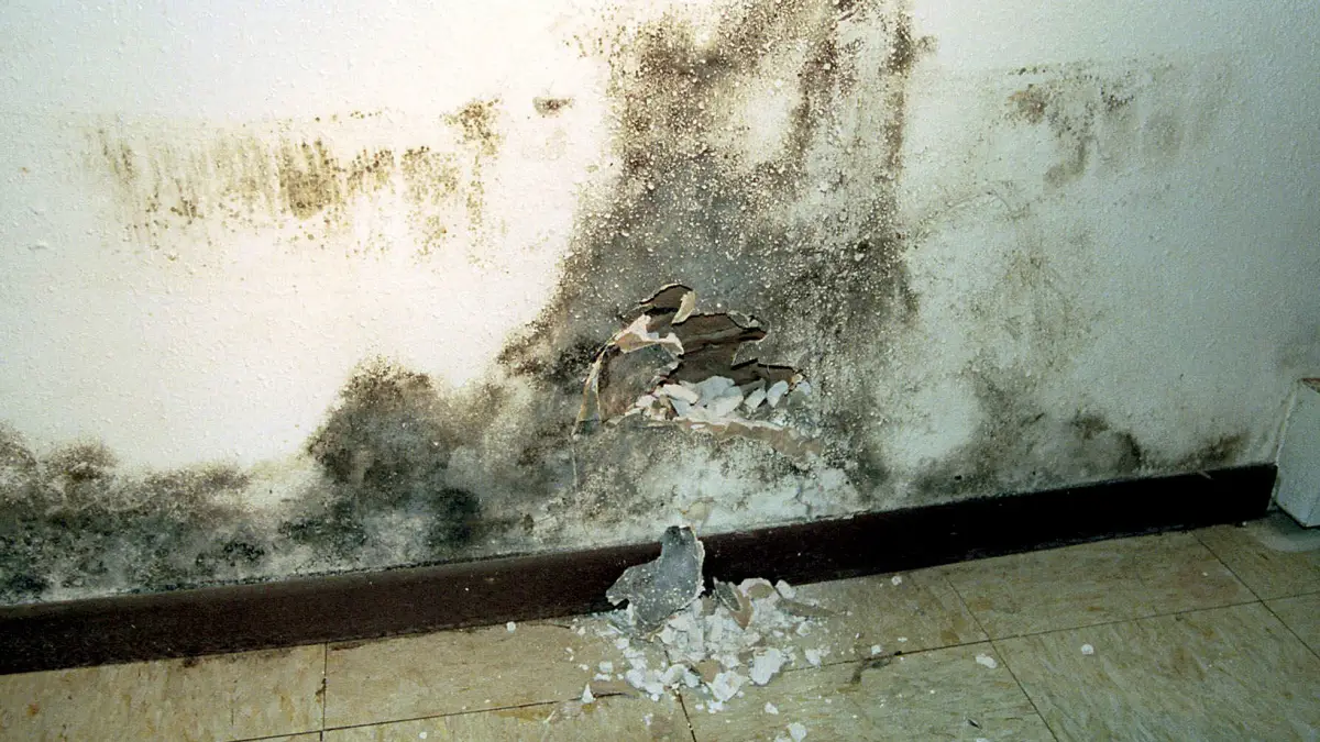You Know You Have a Mold Problem When  Common Reasons ...